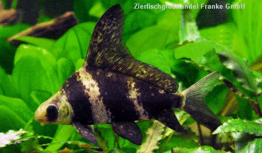 Aktuelles Willkommen auf der Homepage von Zierfischgroßhandel Franke GmbH